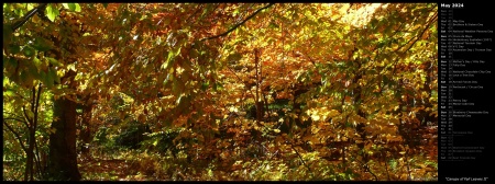 Canopy of Fall Leaves II