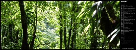 Dominican Rain Forest II
