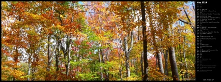 Fall Forest II
