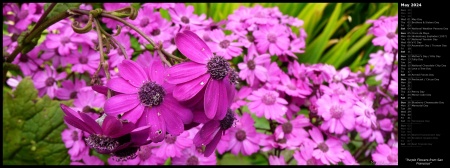 Purple Flowers from San Francisco