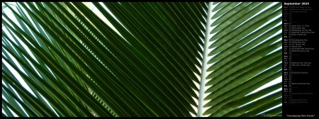 Overlapping Palm Fronds