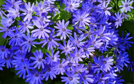 Blue Daisy-like Flowers