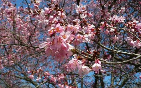 Cherry Blossoms and Bee