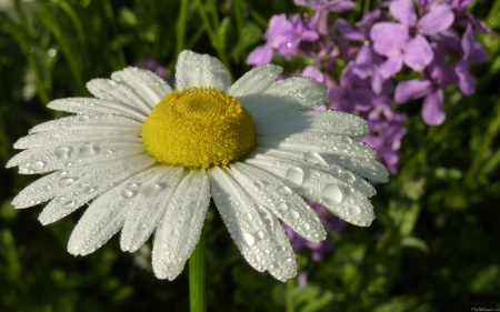 Daisy and Summer Lilac