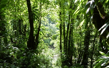 Dominican Rain Forest II