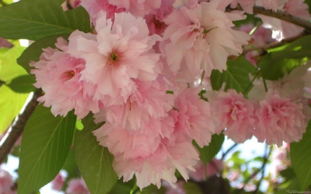 Double Blossoming Cherry Tree II