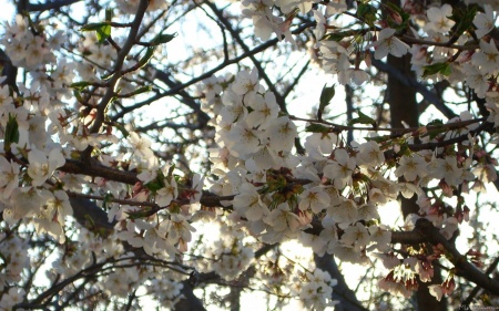 Evening Cherry Blossoms II