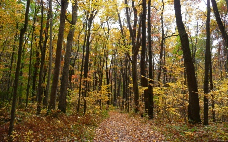 Fall Trail and Golden Leaves