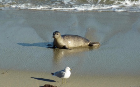 Harbor Seal at La Jolla