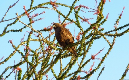 Immature Red-Tailed Hawk in Ocotillo