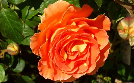 Orange Rose I