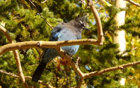 Steller's Jay at Rocky Mountain National Park