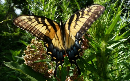 Swallowtail Butterfly III