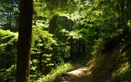 Trail from Silver Falls