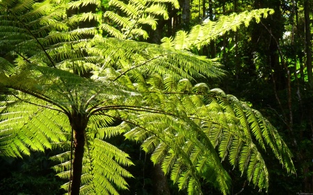 Tree Fern in the Rainforest