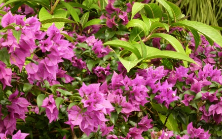 Tropical Purple Bougainvillea