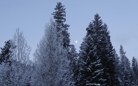 Winter Trees at Dawn