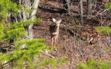 Adorable Deer in the Woods