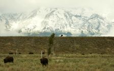 Bison at Grand Teton National Park