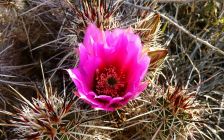 Blossoming Cactus