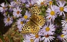 Coronis Fritillary on Aster Flowers