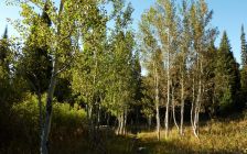 Cottonwoods along Moose Ponds Trail