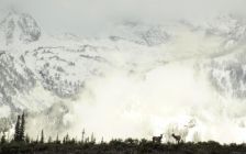 Elk at Grand Teton