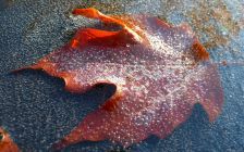 Frozen Red Maple Leaf
