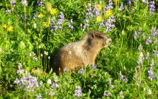 Marmot in Mount Rainier Wildflowers