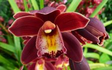 Maroon Orchids I