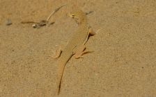 Mojave Fringe-Toed Lizard