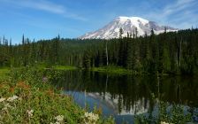 Mount Rainier Lake Reflection with Wildflowers