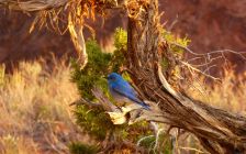Mountain Bluebird at Arches