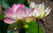 Pair of Lotus Flowers I