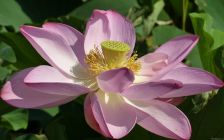 Pink Lotus Flower II