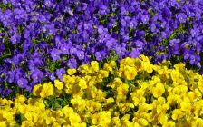 Purple and Yellow Violas