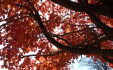 Red Maple Branches