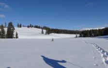 Snowshoeing in Yellowstone