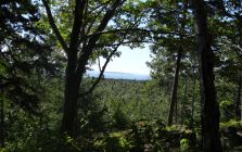Summer View in Acadia National Park