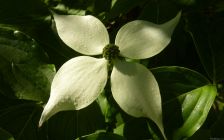 Sunlit Dogwood Blossom