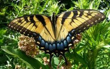 Swallowtail Butterfly II