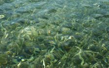 Water over Sea Grass I