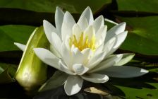 White Waterlily and Bud