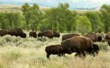 Wyoming Bison