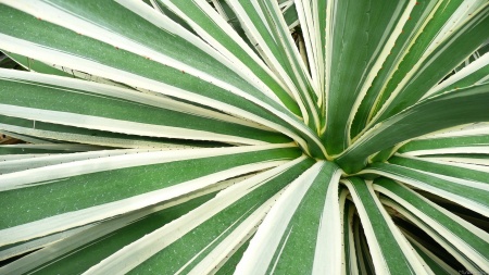Agave Plant