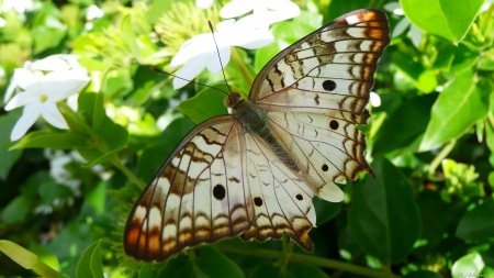 Butterfly on Jasmine