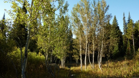 Cottonwoods along Moose Ponds Trail