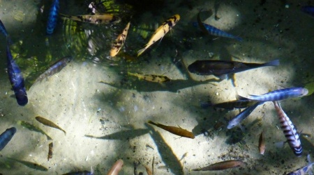 Exotic Fish Pond