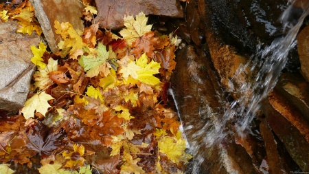 Fall Leaves in Waterfall III