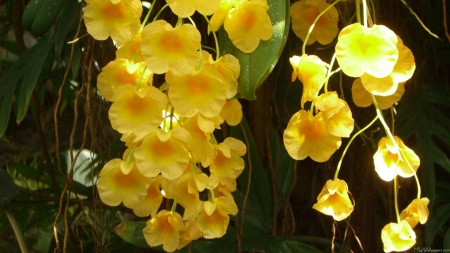 Hanging Yellow Orchids